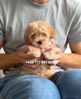 Štěňátko, chlapeček Maltipoo f1 - 3