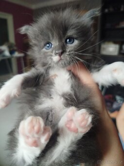 Mainská mývalí koťátka bez PP - 3