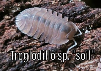 Isopody, chvostoskoci, mnohonožky, burzy, posílám - 3