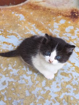 Daruji koťátko - 3