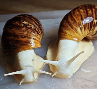 africký šnek - archachatina marginata ovum albino body - 3