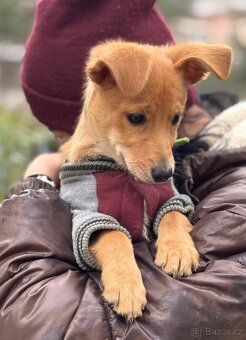 IGOREK - štěně, psíček 3 měsíce - 3