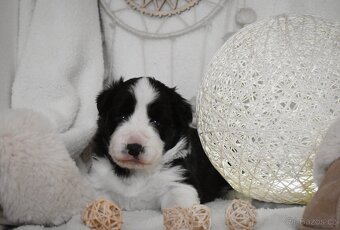 Border kolie s PP - 3