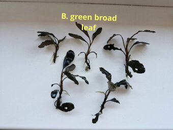 Becephalandra Dark blue,sp Red,Green broad leaf - 3