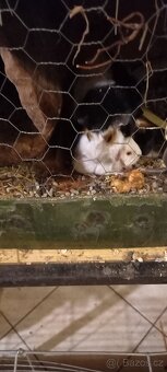 Morčata Rozety 2 měsíce - 3