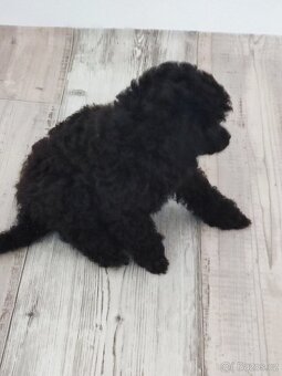 Pudl trpasličí černý a černobílý s P.P. - 3