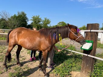 Klisna pony - 3
