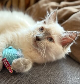 Ragdoll nádherné koťátko bez PP - 3