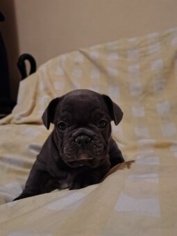 Francoúzsky buldoček - 3