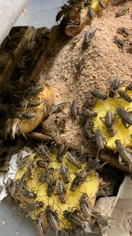 Cvrček banánový- České Budějovice - 3