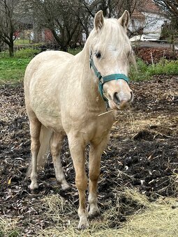 Welsh pony B - valach - 3