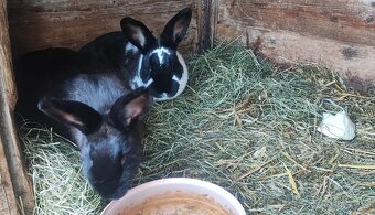 Samice králíků - 3