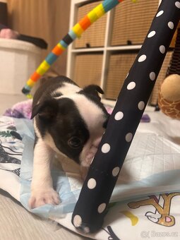 Bostonský teriér s PP - 3