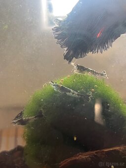 Krevetky carbon rili - 3