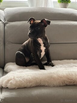 Stafordšírský bulteriér - 3