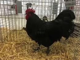 Kuřata Australka černá zdrobnělá - 3