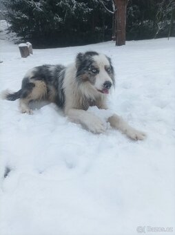 Krytí Border kolie Blue merle - 3