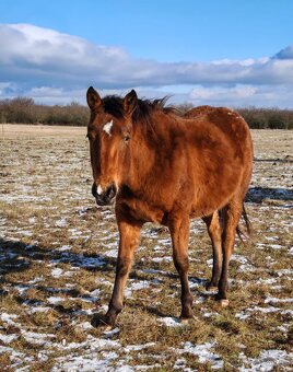 Kobyla Appaloosa - 3