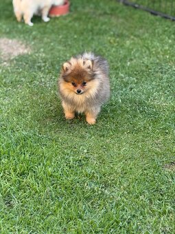 Pomeranian s PP - 3