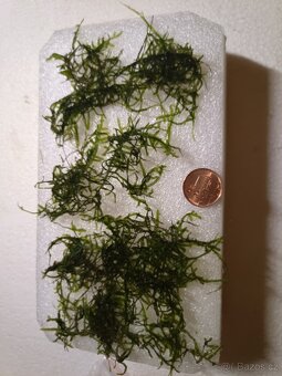 Akvarijní mech Erect Moss - 3