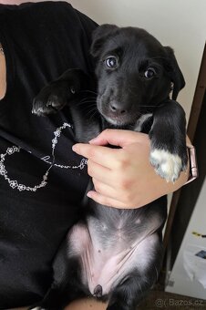 Štěňata k rezervaci - Rhodéský ridgeback × Border kolie - 3