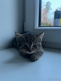 Darují kočky do dobrých rukou - 3