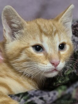 Daruji kotě, koťátko, kočku - 3