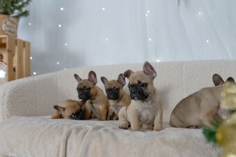 Francouzský buldoček - 3
