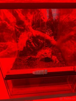 Terarijní regál s červeným LED osvětlením – pavouci, hadi, š - 3