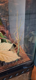 Strašilky zelené - 3