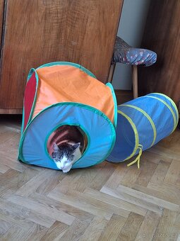 Kočička hledá nový domov - 3