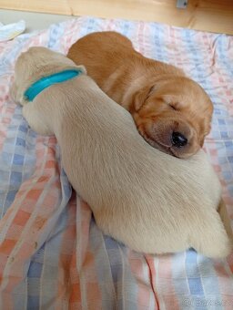 Zlatý retrívr s PP - 3