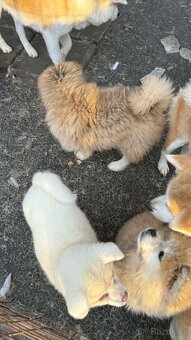 Štěňata Akita inu - 3