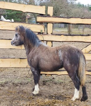 Welsh mountain pony sekce A - klisna - 3