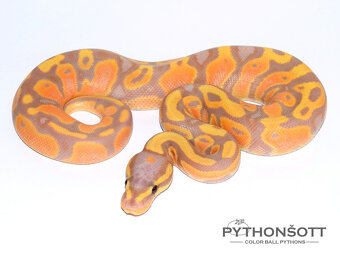 NOVĚ SNÍŽENÉ CENY - Krajta královská (python regius) - 3