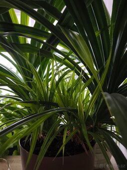 Pandanus pokojová rostlina - 3