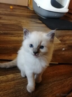Ragdoll bez PP - 3