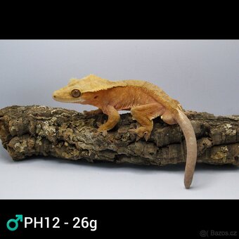 9.1 C. Ciliatus - 3