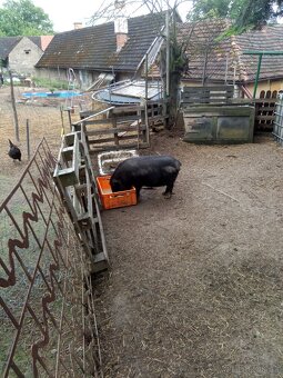 Gottingenské prase 🐷 - 3