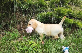 Nabídka štěněte labradorského retrievera - 3