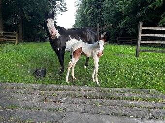 paint horse žrebček 1yr. - 3