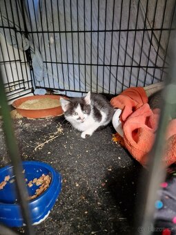 Darujeme krásná koťata, 8 týdnů - 3