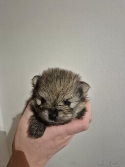 Pomeranian bez PP štéňátka - 3