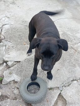 Daruji 2-letou fenku Labrador x Staford - 3