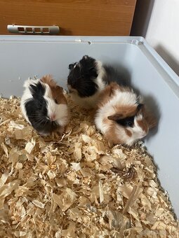 Morče, morčata - 3