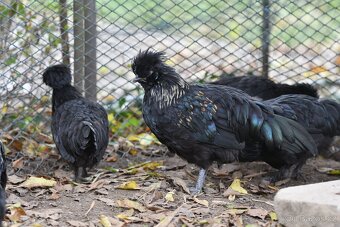 Minikříženci (zHol-He) pro radost na zahradu i vejce - 3