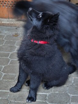 Německý špic velký - 3