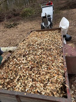 Drevni Stepka -Javor,Jasan - 3