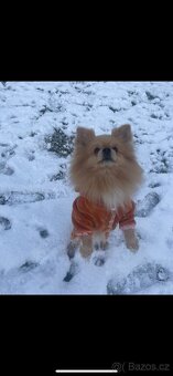 pomeranian ke kryti - 3