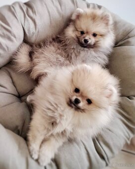 Krásný Pomeranian Freddie Dog´s Dream Pom Kennel - 3